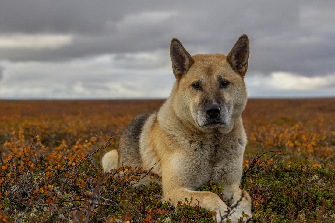 Akita Américain