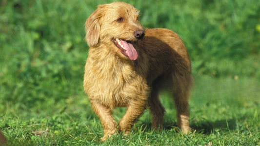 Basset fauve de bretagne