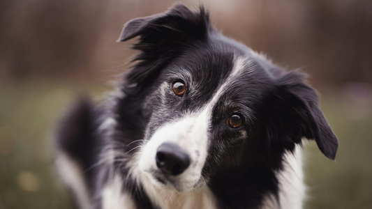 Border collie