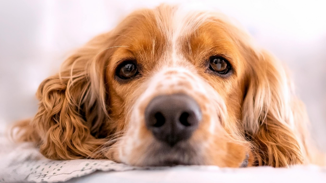 Cocker Spaniel Anglais : tout savoir avant d’adopter