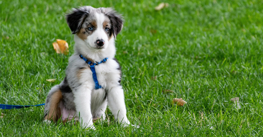 Harnais pour chien : comment bien le mettre et le régler ?