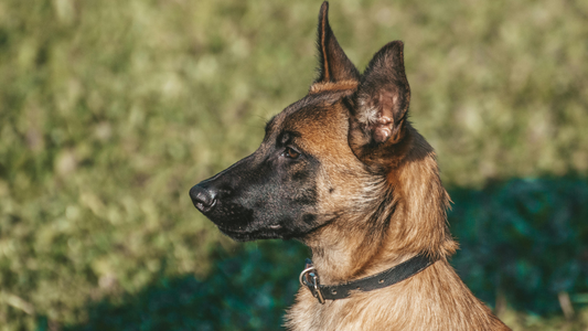 malinois