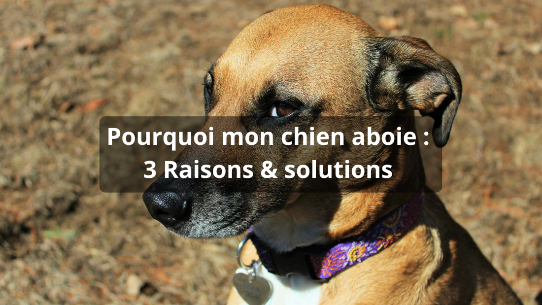Pourquoi mon chien aboie : 3 Raisons & solutions