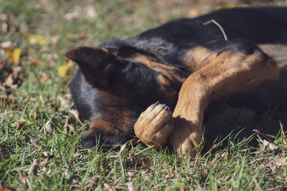 Pourquoi mon chien tremble