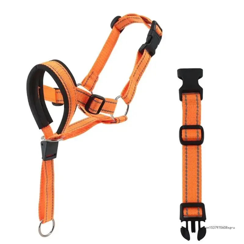 Licol pour chien - Orange