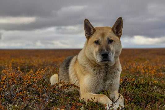 Akita Américain