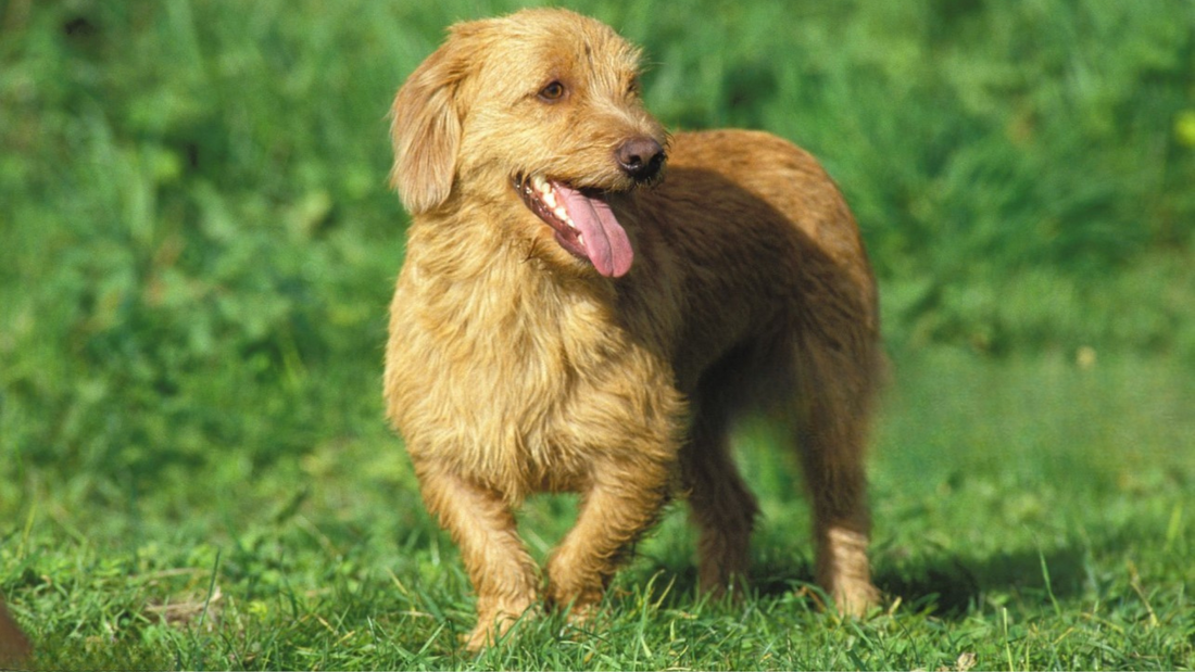 Basset fauve de bretagne