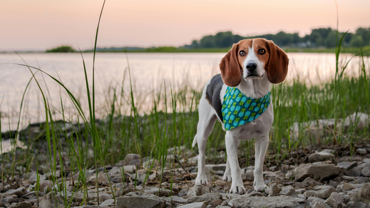 Beagle