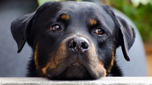 Chien qui pleure