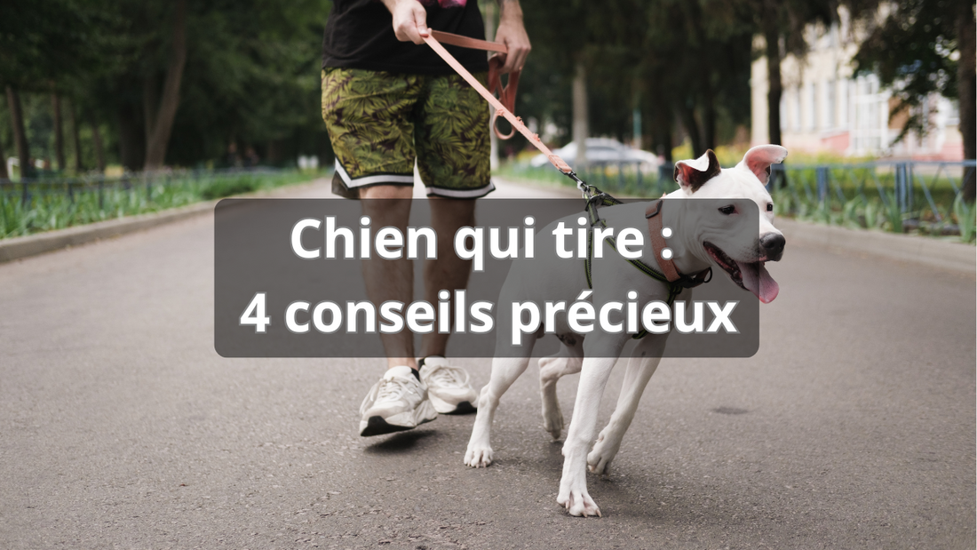Chien qui tire en laisse : 4 Conseils miracles à appliquer maintenant