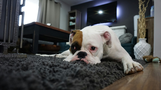 Chien qui tousse