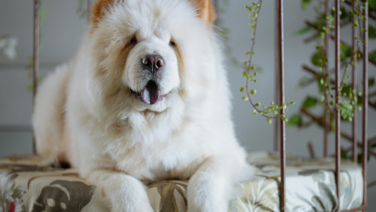 Chow chow