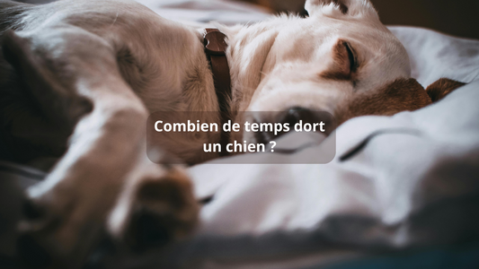 Combien de temps dort un chien ?