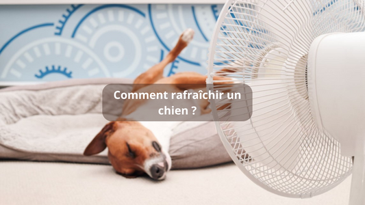 Comment rafraîchir un chien