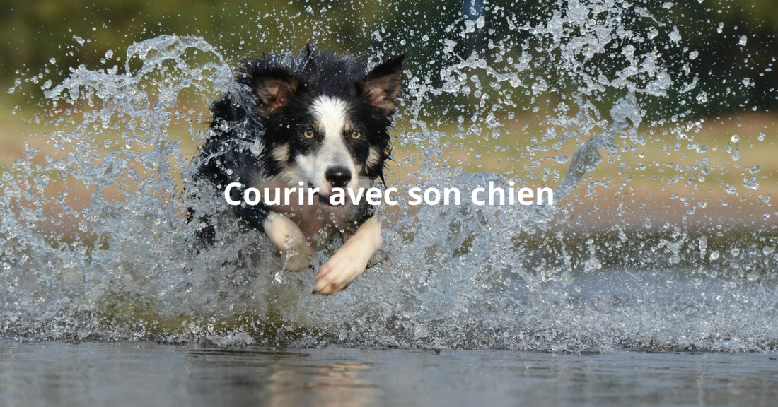 Courir avec son chien