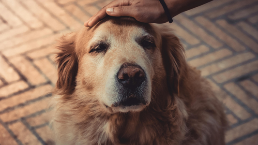 Golden retriever