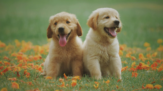 Nom de chien