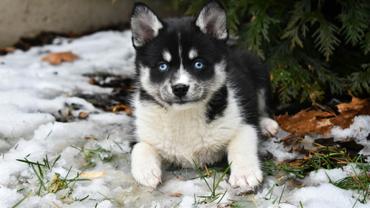 Pomsky