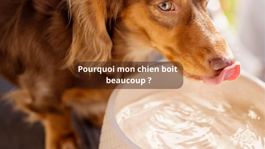 Pourquoi mon chien boit beaucoup