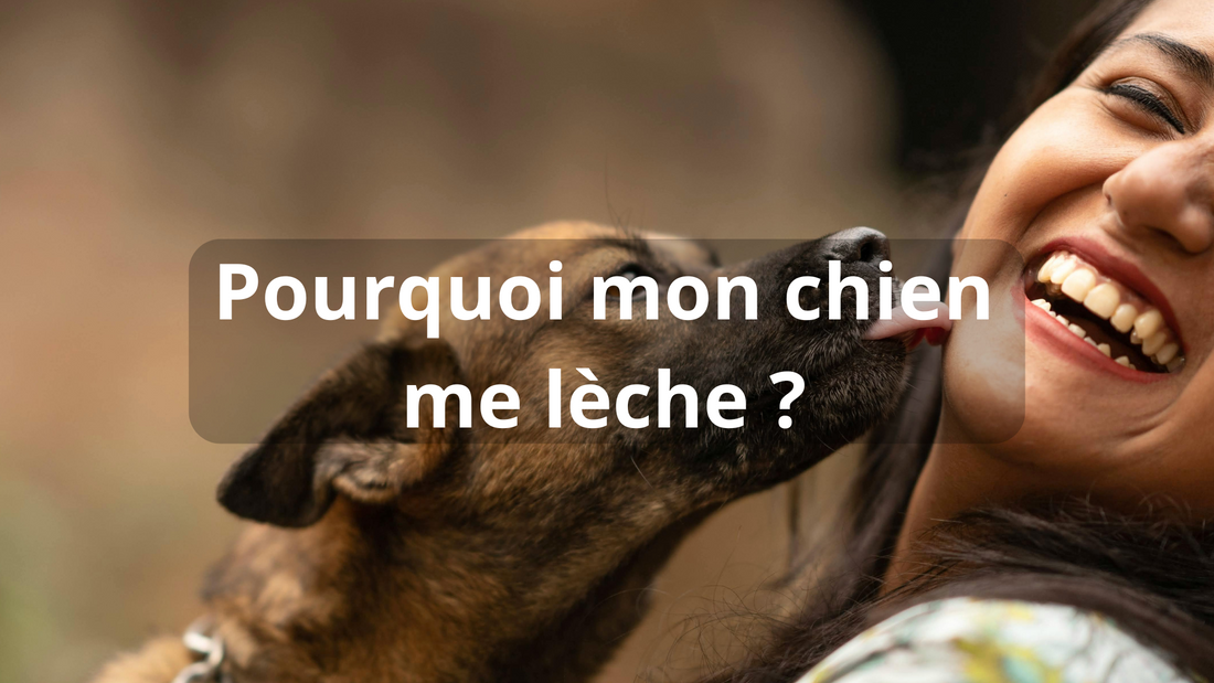 Pourquoi mon chien me lèche