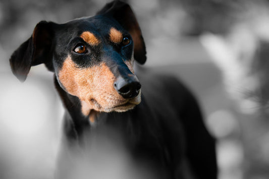 Jagdterrier