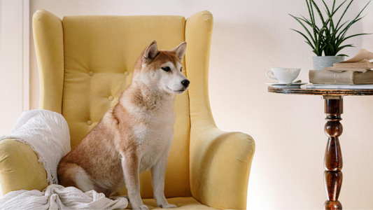 Shiba inu