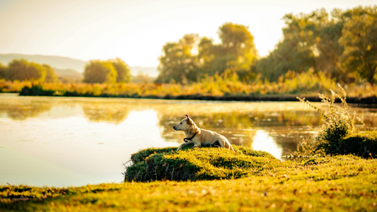 Vermifuge pour chien