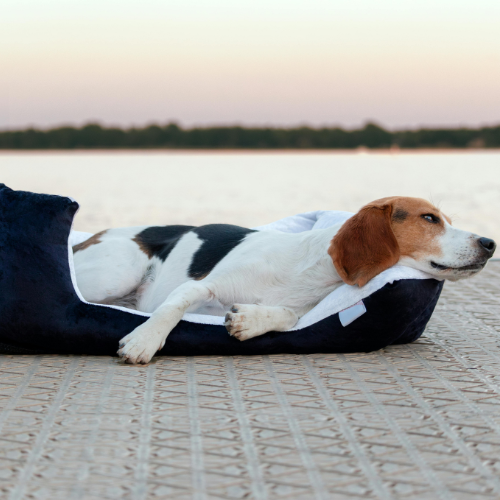 Couchage pour chien