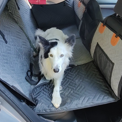 Transport & sécurité pour chien