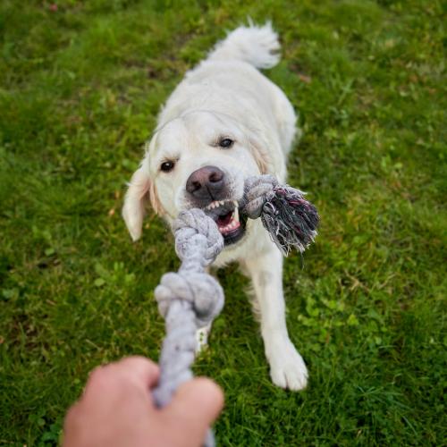 Jouet pour chien