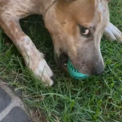 Balle à Friandises pour Chien