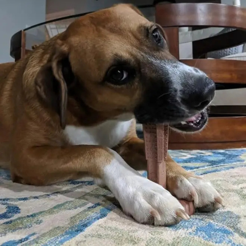 Bâton de mastication avec prise - GripChew