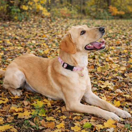 Collier fantaisie pour Chien