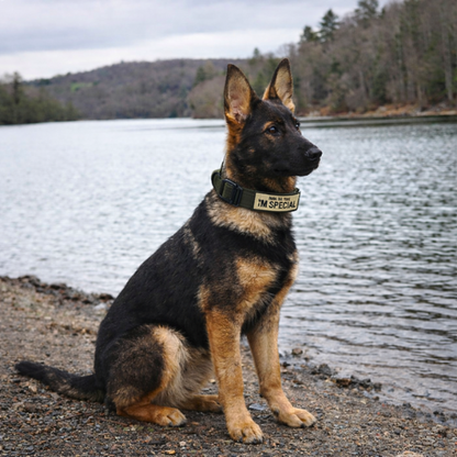 Collier pour chien - Special Dog
