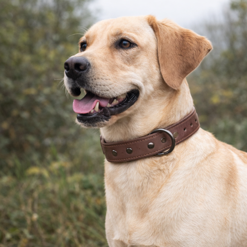 Collier en cuir pour chien - Classic Dog