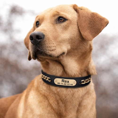 Collier cuir chien personnalisé - Prestige Dog