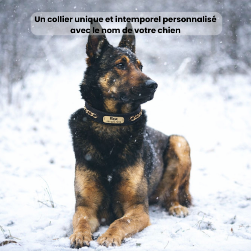 Collier cuir chien personnalisé - Prestige Dog