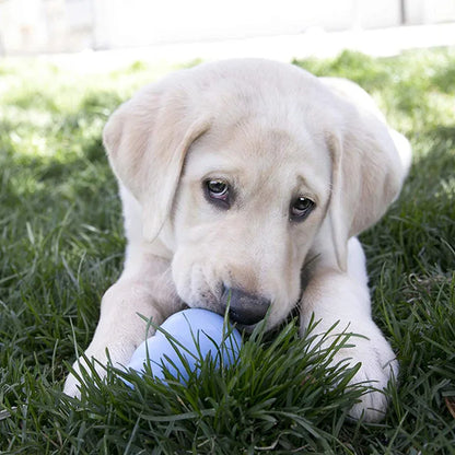 KONG Puppy – Jouet à Mâcher