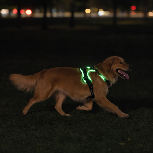 Harnais lumineux LED - Sécurité Nocturne