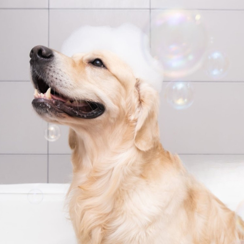 Toilettage du chien
