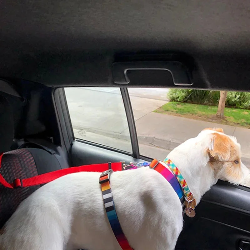 Ceinture de sécurité pour chien fixation appuie-tête - Demo