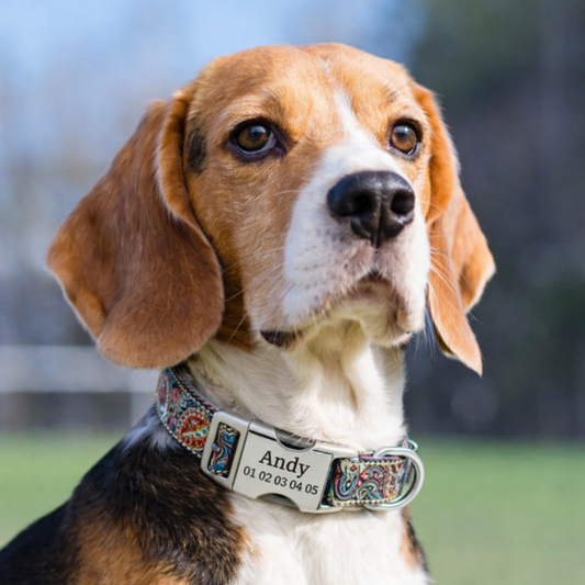 Collier personnalisé pour chien | Boucle Gravée - Ethnic Dog