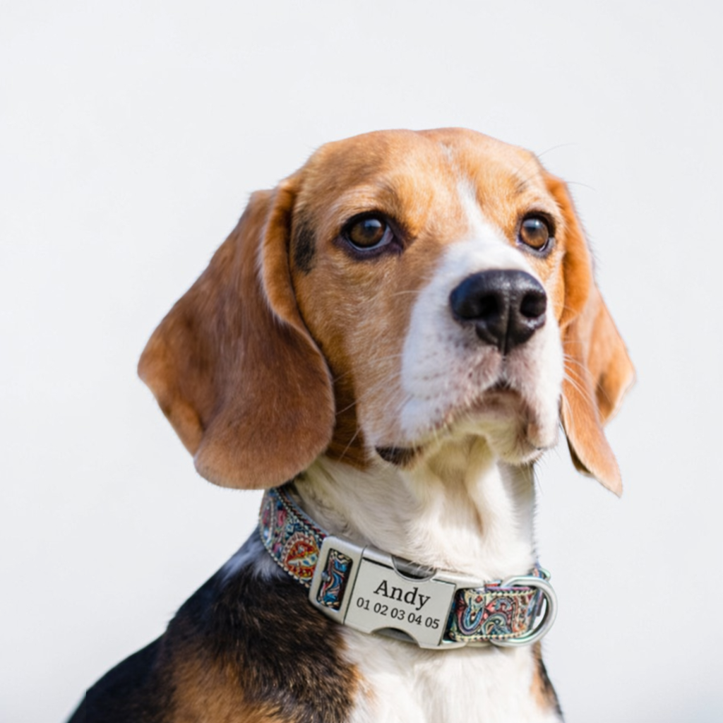 Collier personnalisé pour chien | Boucle Gravée - Ethnic Dog