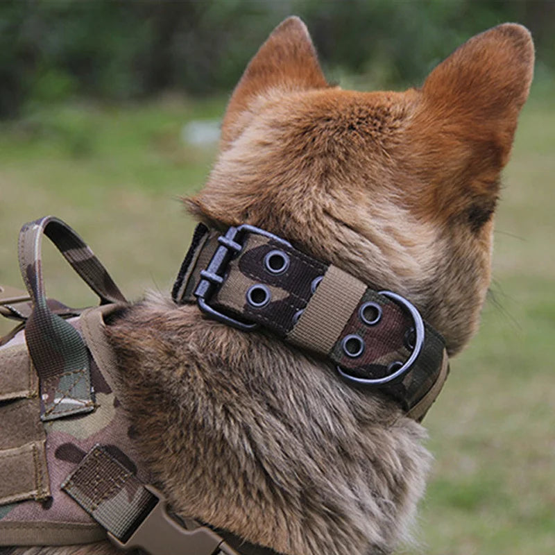 Collier pour chien militaire