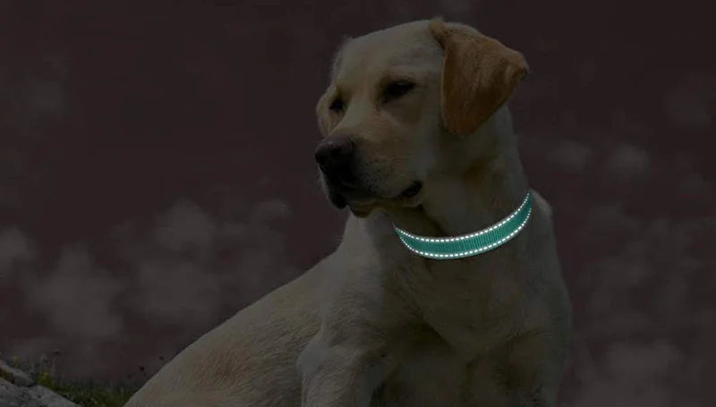 Collier réfléchissant pour chien