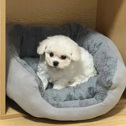 Lit Douillet pour Chien - Photo