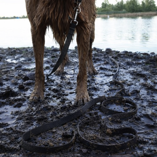 Longe pour chien 5/10/15/20/30M - Free Line