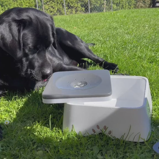 Gamelle anti éclaboussure - Zero Splash Démo