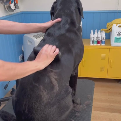 Brosse Professionnel - Anti-Mue