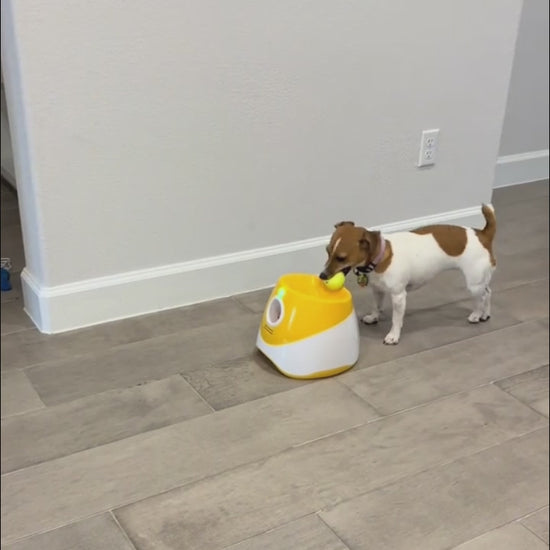 Lanceur de Balle automatique pour Chien - Ball Launcher